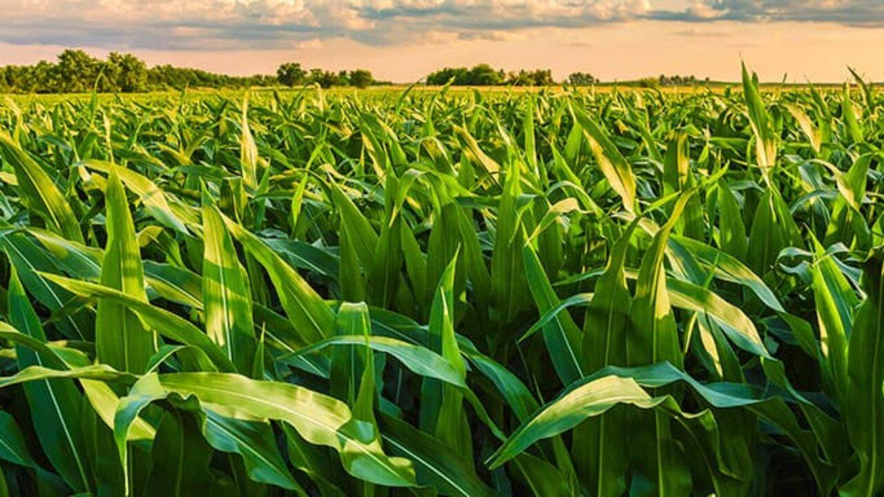 Conab indica plantio da safrinha de milho em 5%, enquanto colheita de verão chega à 8,6%