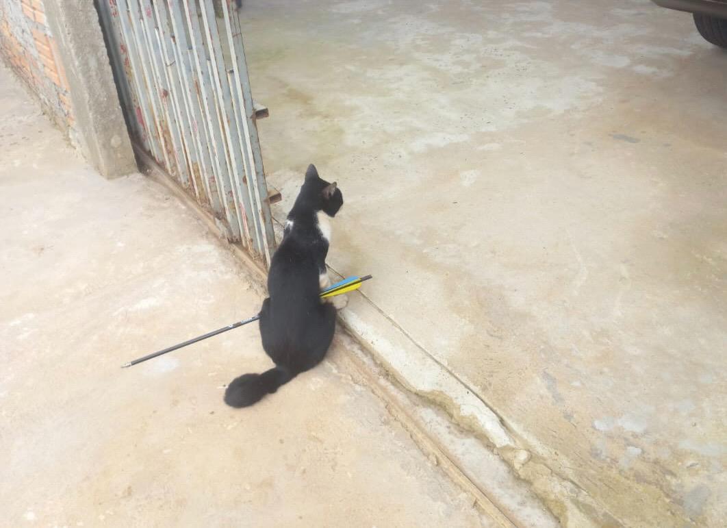 GATO É RESGATADO COM FLECHA ATRAVESSADA NO CORPO EM SINOP