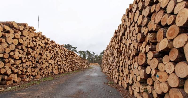 Madeira nativa movimenta 83 milhões de dólares e Mato Grosso se consolida como 4º maior exportador