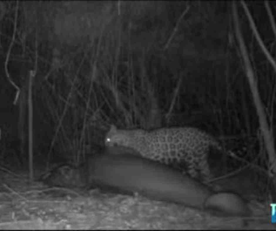 Onça-pintada é flagrada após predar boto-do-araguaia.