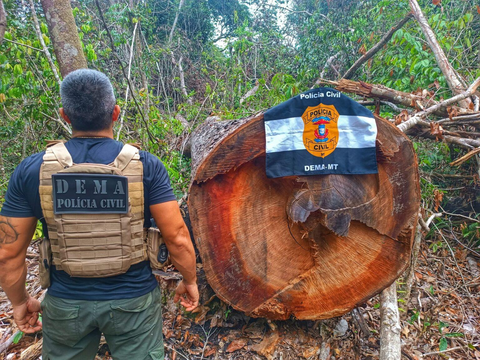 Polícia Civil desarticula ponto utilizado por criminosos para extração ilegal de madeira