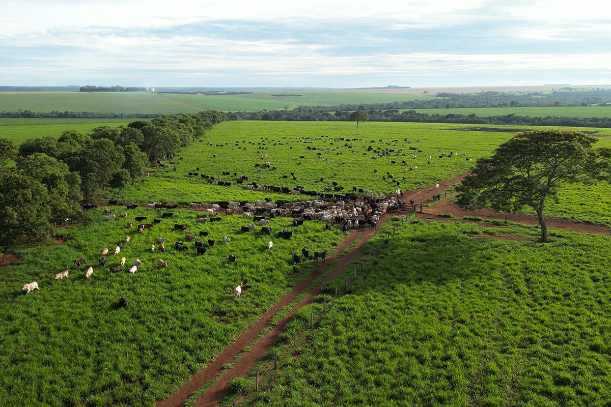 Pecuária de baixo carbono já é realidade em Mato Grosso