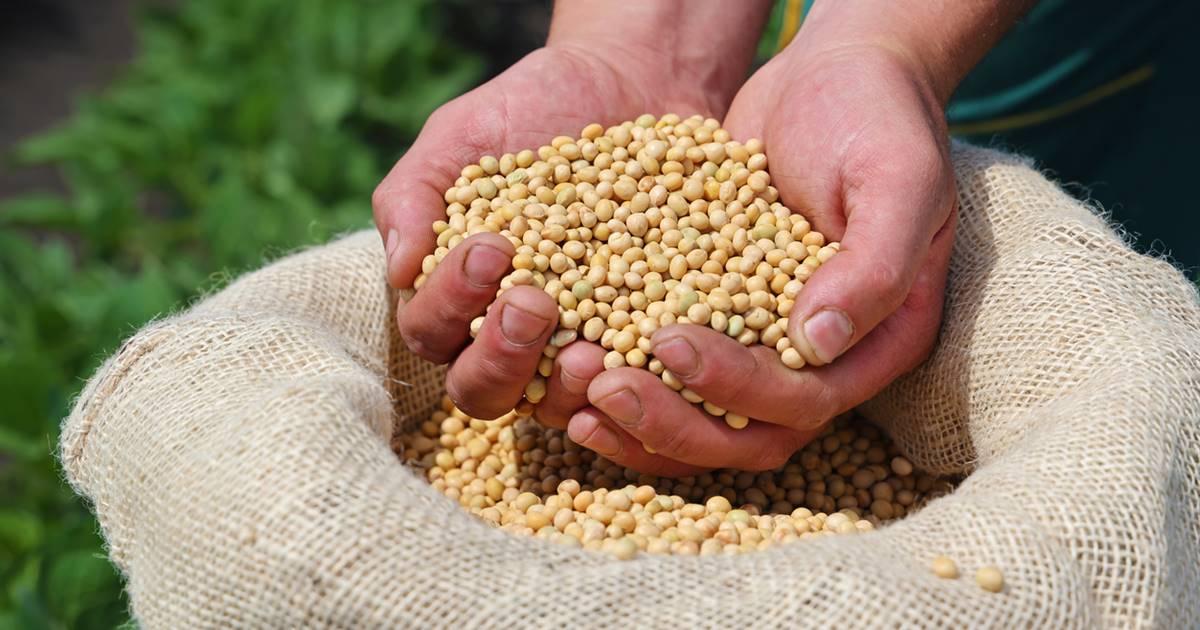Venda da soja em fevereiro chega a 46% da safra de Mato Grosso