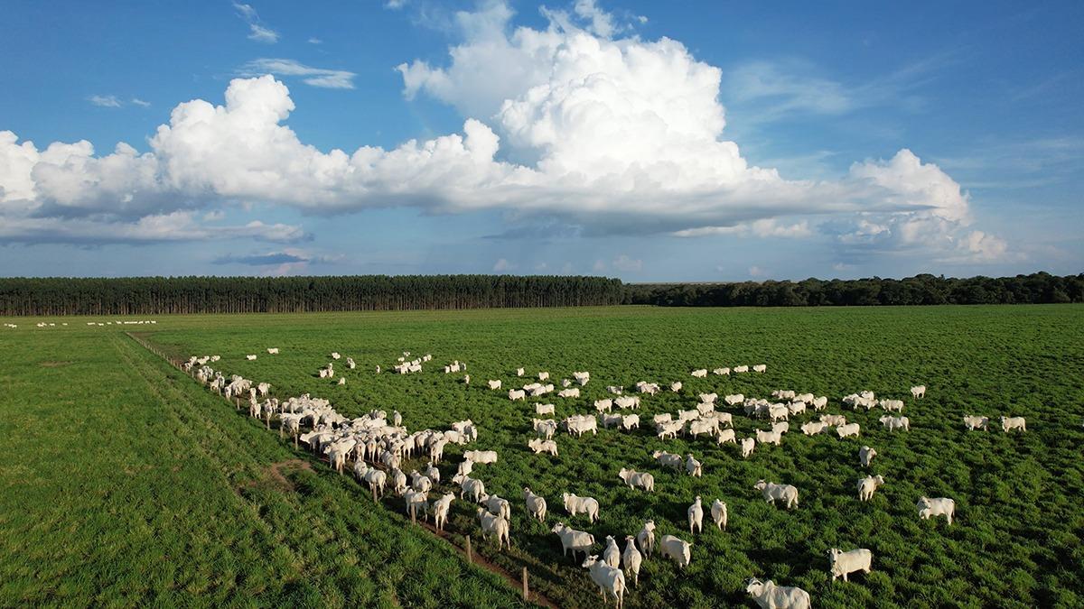 Gestão e tecnologia: Os segredos para tornar a pecuária tão rentável quanto a agricultura