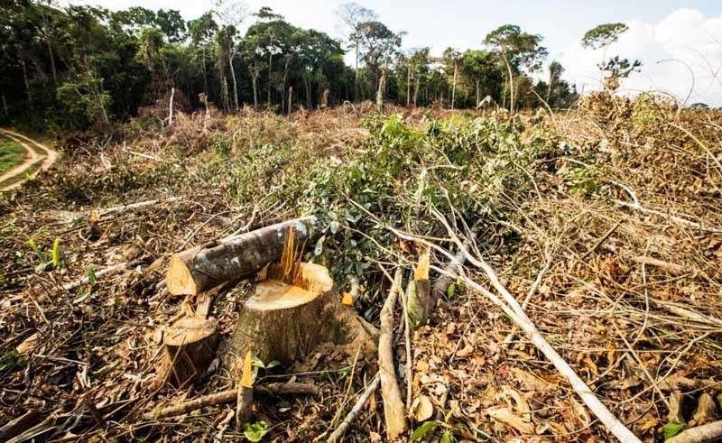 Governador reforça defesa da perda de terra para quem desmatar ilegalmente