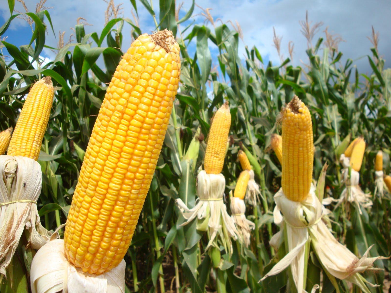 Produção de milho da segunda safra em Mato Grosso enfrenta um cenário preocupante, com a combinação de fatores adversos que ameaçam a produtividade.